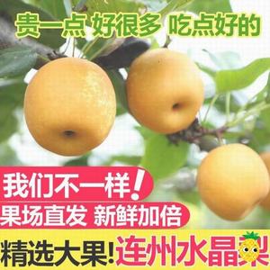 連州高山水晶梨20斤