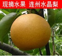 連州高山水晶梨1斤