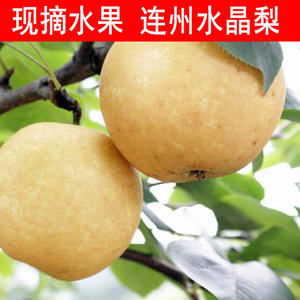 連州高山水晶梨80斤