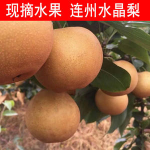連州高山水晶梨90斤